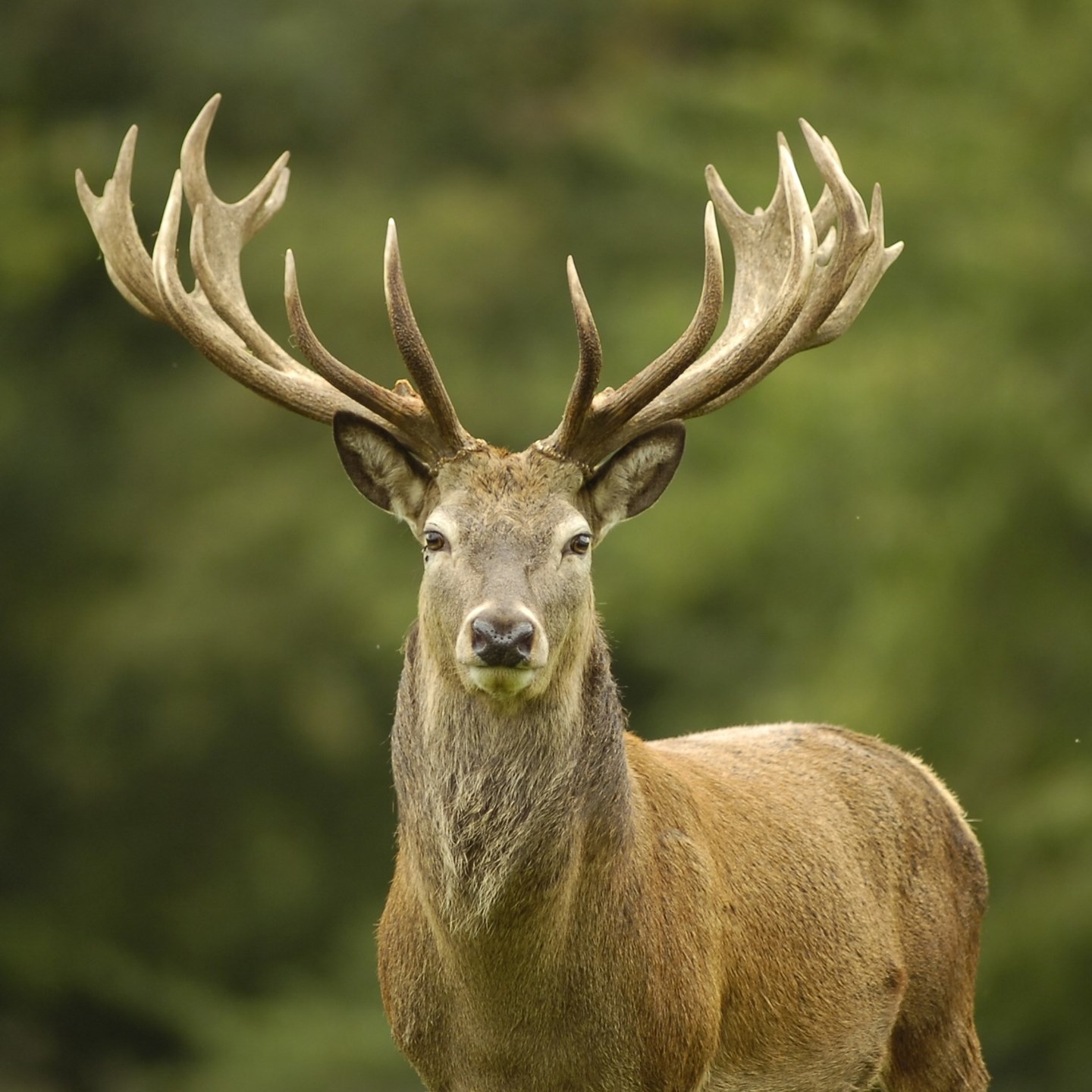 Woburn Deer Park | Woburn