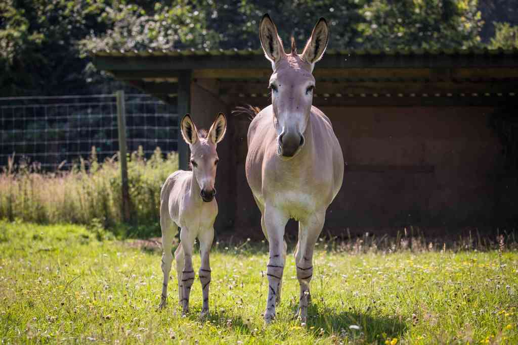 Somali Wild Ass and Foal in field